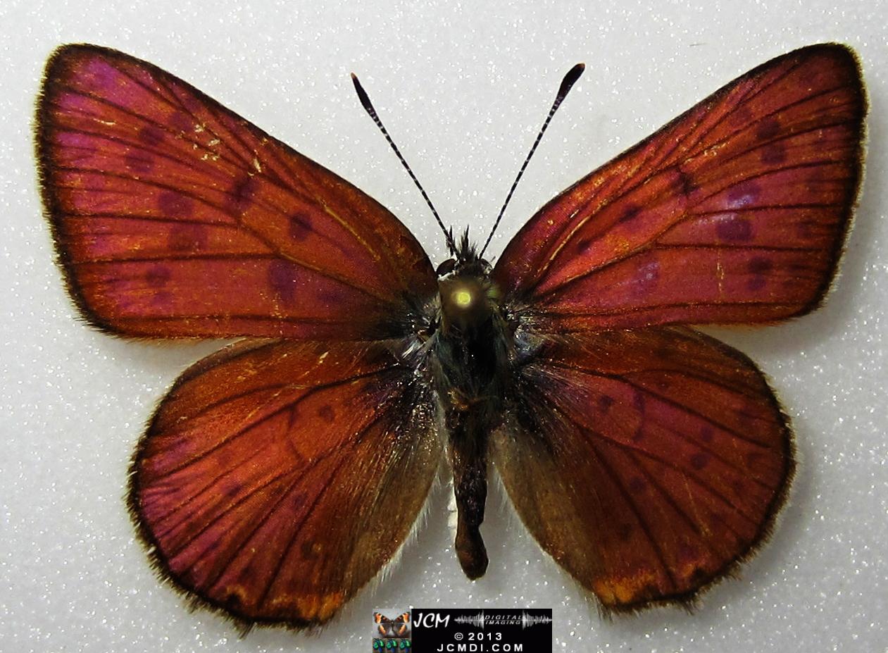 Lycaena gorgon (Gorgon Copper) images